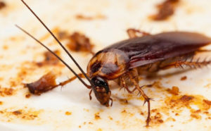 Hướng dẫn cách phòng và diệt gián tại nhà hiệu quả 13 huong dan cach phong va diet gian tai nha hieu qua1