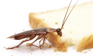 Top 3 các loại thuốc diệt gián hiệu quả và an toàn nhất 19 huong dan cach phong va diet gian tai nha hieu qua2