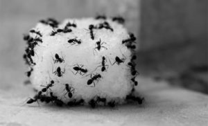 vi sao can diet kien tai nha tan goc 2