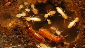 cach diet moi an toan bang phuong phap dan gian 1