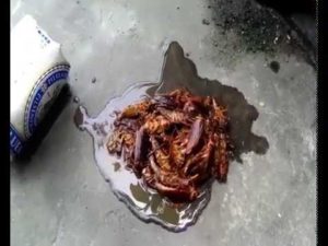 meo diet gian bang bia cuc hay tai nha