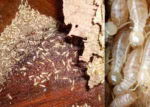 Tổng hợp cách diệt mối tận gốc tại nhà cực đơn giản 10 tong hop cach diet moi tan goc tai nha cuc don gian