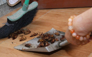 top 3 cach diet gian hieu qua nhat cung nguyen lieu tu nhien 1