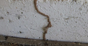 Nhận biết dấu hiệu mối làm tổ trong nhà và cách xử lý hiệu quả 23 nhan biet dau hieu moi lam to trong nha va cach xu ly hieu qua