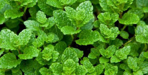 3 lý do bạn nên đuổi muỗi bằng thảo dược tại nhà 1 3 lý do bạn nên đuổi muỗi bằng thảo dược tại nhà