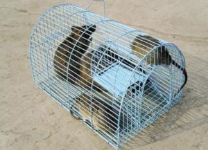 Cách diệt chuột cống tại nhà hiệu quả mà không độc hại 28 Cách diệt chuột cống tại nhà hiệu quả mà không độc hại