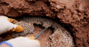 Chia sẻ chi tiết cách diệt mối bằng vôi ngay tại nhà 7 Chia sẻ chi tiết cách diệt mối bằng vôi ngay tại nhà