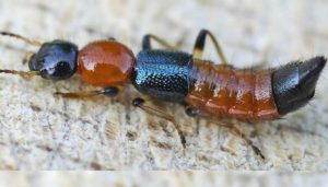 Chia sẻ cách diệt kiến ba khoang bằng nguyên liệu trong bếp