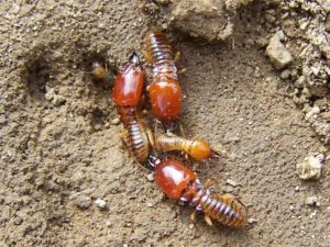 Chia sẻ cách diệt mối trong đất hiệu quả bất ngờ