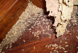 Hướng dẫn cách tự diệt mối đồ gỗ ngay tại nhà