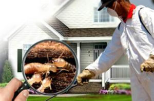 3 lý do nên liên hệ ngay dịch vụ diệt mối mọt tại nhà của công ty Thành Công