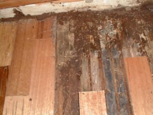 Diệt mối mọt sàn gỗ nên dùng cách nào cho hiệu quả tận gốc? 30 Diệt mối mọt sàn gỗ nên dùng cách nào cho hiệu quả tận gốc?