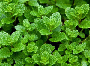 Diệt muỗi bằng thảo dược có hiệu quả hay không? 34 Diệt muỗi bằng thảo dược có hiệu quả hay không?