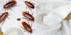 Hướng dẫn diệt gián bằng bột giặt chỉ với vài nghìn đồng