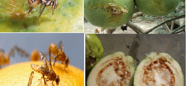 Làm thế nào để diệt ruồi vàng đục trái mà không hại cây trồng?