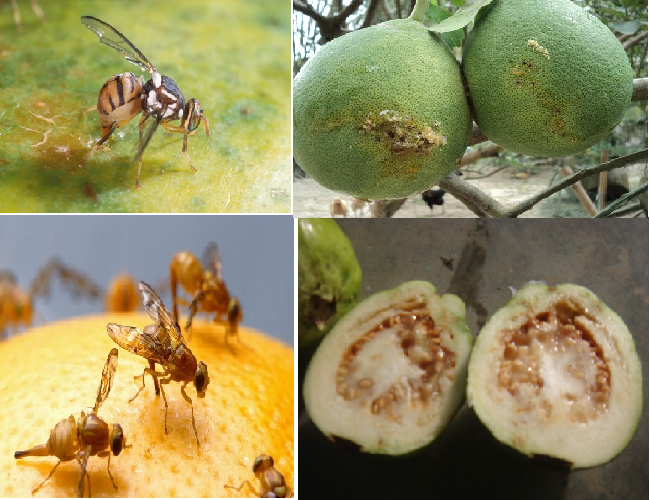 Làm thế nào để diệt ruồi vàng đục trái mà không hại cây trồng?