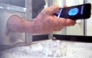 Bỏ túi 8 cách diệt muỗi đơn giản và hiệu quả 18 Sự thật về cách diệt muỗi bằng âm thanh bạn cần biết