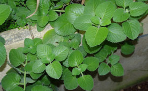 Tổng hợp 4 loại cây diệt muỗi cho sân vườn hiệu quả nhất 28 Tổng hợp 4 loại cây diệt muỗi cho sân vườn hiệu quả nhất