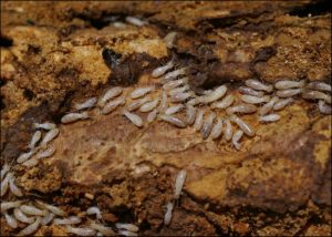 Tổng hợp cách diệt trừ mối mọt côn trùng tại nhà hiệu quả