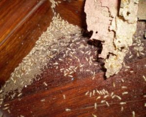 Tổng hợp những khu vực cần diệt mối gỗ tại nhà bằng phương pháp sinh học 20 Tổng hợp những khu vực cần diệt mối gỗ tại nhà bằng phương pháp sinh học