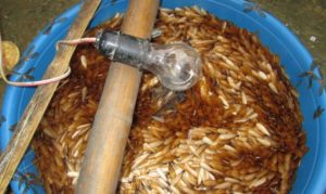 Cách diệt mối có cánh trong nhà đơn giản nhưng hiệu quả 9 Cách diệt mối có cánh trong nhà đơn giản nhưng hiệu quả