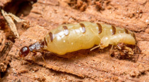 Cách diệt mối mọt gây hại bằng mồi nhử ngay tại nhà