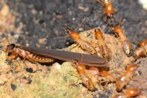 Diệt mối có khó không? Diệt mối tận gốc bằng cách nào?