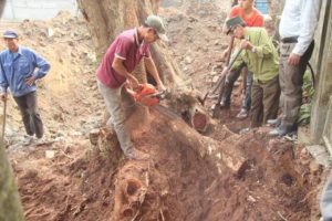 Làm sao để diệt mối ăn cây trồng hiệu quả, an toàn? 4 lam sao de diet moi an cay trong hieu qua an toan 1 1