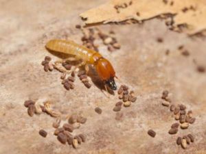 Bí quyết diệt mối mọt bàn gỗ cho hiệu quả thần kỳ