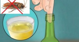 Chia sẻ cách diệt gián hiệu quả tại nhà không thể bỏ qua