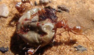 Hướng dẫn 3 bước diệt kiến cho nhà bếp hiệu quả nhất