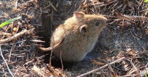 Hướng dẫn cách diệt chuột trong hang không tốn chút công sức