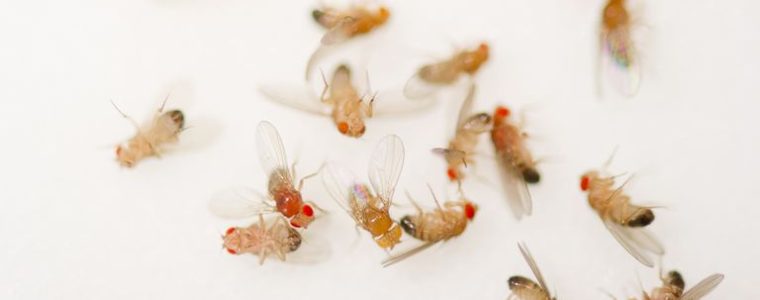 Hướng dẫn chi tiết cách diệt ruồi bằng giấm ngay tại nhà