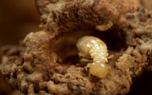 Hướng dẫn lựa chọn cách diệt mối hiệu quả tại nhà bạn cần biết