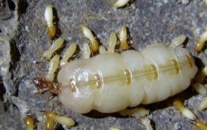 Hướng dẫn từ A đến Z cách diệt mối chúa tại nhà