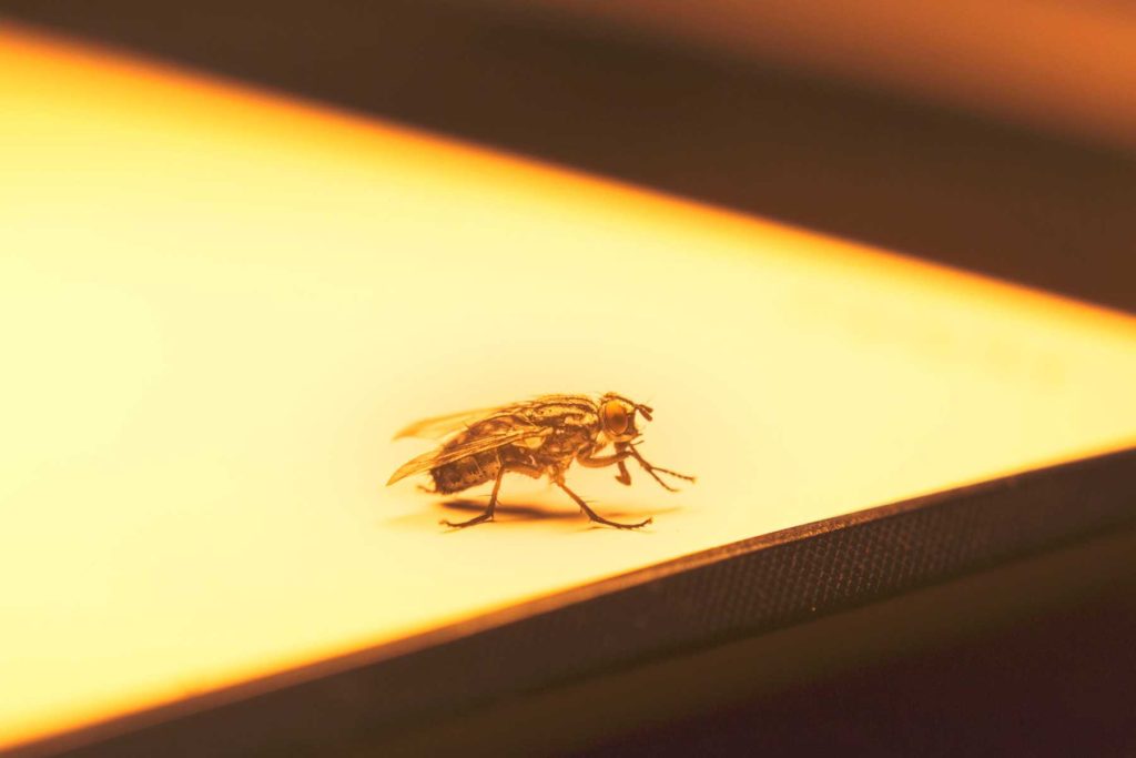 Mách bạn cách diệt ruồi tự nhiên đảm bảo không độc hại
