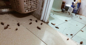 Quy trình diệt gián chuyên nghiệp chỉ có tại Thành Công