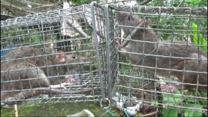 Cách diệt chuột cống lang bằng bẫy cho hiệu quả tức thì