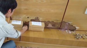 Cập nhật báo giá dịch vụ diệt mối tận gốc tại công ty Thành Công 11 cap nhat bao gia dich vu diet moi tan goc tai cong ty thanh cong 1