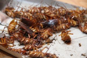 Chi phí diệt gián tại nhà bao nhiêu tiền? Ở đâu diệt gián giá rẻ nhất? 21 Hướng dẫn cách diệt gián tận gốc tại nhà đơn giản và hiệu quả