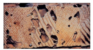 Chia sẻ cách diệt mối trong đồ gỗ dễ như trở bàn tay