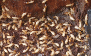 Diệt mối bằng dầu luyn tại nhà : Nên hay không? 4 diet moi bang dau luyn tai nha nen hay khong 1