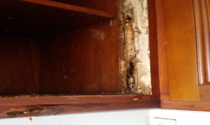 Hướng dẫn cách xử lý hiệu quả khi mối tấn công tủ bếp