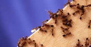 Mách bạn quy trình diệt kiến tại nhà chỉ với 3 bước đơn giản 14 Diệt kiến tại nhà tận gốc bằng cách hiện đại