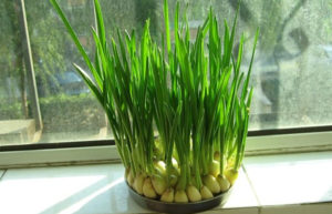 Top 3 cách diệt muỗi không dùng thuốc không phải ai cũng biết 7 top 3 cach diet muoi khong dung thuoc khong phai ai cung biet