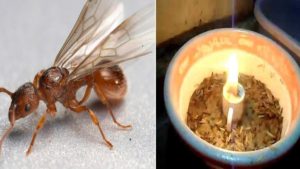 diet moi bang anh sang den cach diet moi hieu qua khong ngo 1