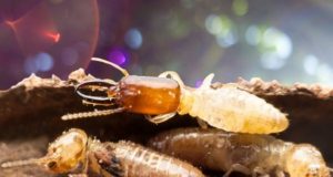 Diệt mối tại khách sạn bằng cách nào là hiệu quả nhất? 6 Diệt mối tại khách sạn bằng cách nào là hiệu quả nhất?