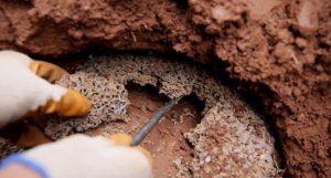 Hướng dẫn cách đốt tổ mối tại nhà đúng kỹ thuật 2 Hướng dẫn cách đốt tổ mối tại nhà đúng kỹ thuật