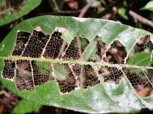 Tác hại của kiến đối với cây trồng và cách tiêu diệt hiệu quả 18 tac hai cua kien doi voi cay trong va cach tieu diet hieu qua 1