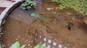 Tổng hợp 3 cách diệt muỗi vằn hiệu quả giúp phòng tránh sốt xuất huyết 2 tong hop 3 cach diet muoi van hieu qua giup phong chong sot xuat huyet